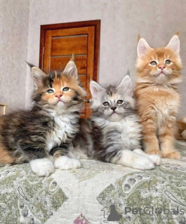 Photo №2 to announcement № 114599 for the sale of maine coon - buy in Germany private announcement, breeder