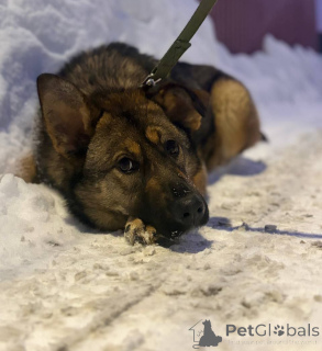 Photo №4. I will sell  in the city of Moscow river. private announcement - price - Is free