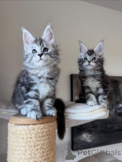 Photo №1. maine coon - for sale in the city of Munich | negotiated | Announcement № 165180