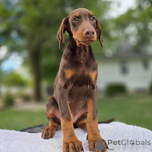 Photo №1. dobermann - for sale in the city of Baden Baden | 471$ | Announcement № 151475