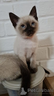 Photo №1. siamese cat - for sale in the city of Vienna | 317$ | Announcement № 88507