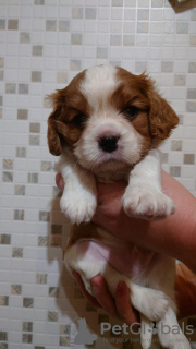 Photo №1. cavalier king charles spaniel - for sale in the city of Tallinn | 528$ | Announcement № 85894