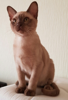 Photo №2 to announcement № 2069 for the sale of burmese cat - buy in Russian Federation private announcement, from nursery, breeder