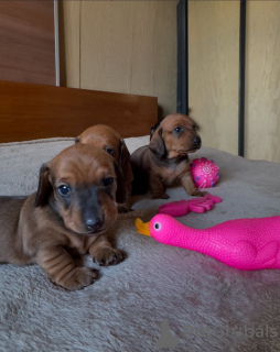 Photo №1. dachshund - for sale in the city of Люксембург | 424$ | Announcement № 129653