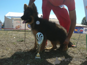 Photo №1. german shepherd - for sale in the city of Torun | 2353$ | Announcement № 143779