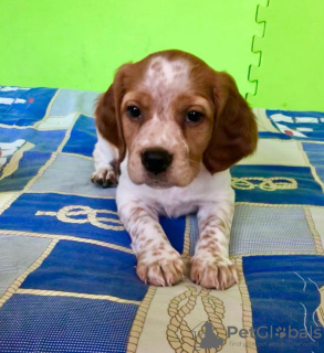 Photo №1. brittany dog - for sale in the city of Алушта | 400$ | Announcement № 10663