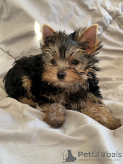 Photo №2 to announcement № 81467 for the sale of yorkshire terrier - buy in United States private announcement