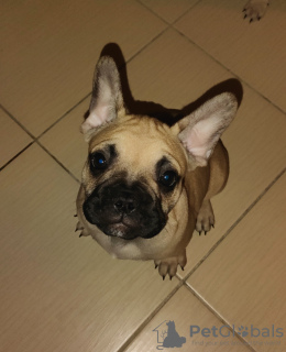 Additional photos: French Bulldog