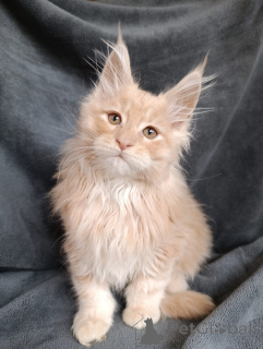 Additional photos: A chic kitten boy