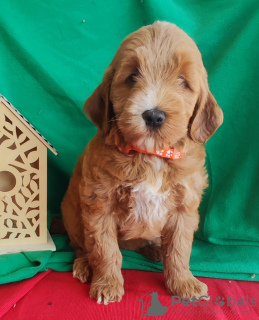 Photo №4. I will sell labradoodle in the city of Budva. breeder - price - negotiated