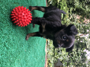 Additional photos: Russian toy puppies mini
