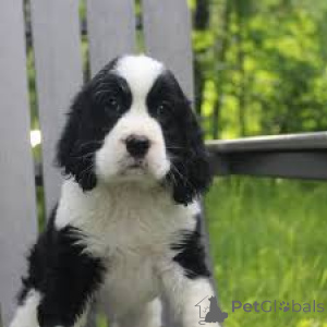 Photo №1. english springer spaniel - for sale in the city of Manchester | 723$ | Announcement № 165701