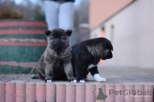 Photo №2 to announcement № 173220 for the sale of akita - buy in Germany private announcement, breeder