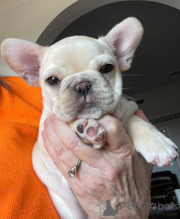 Photo №2 to announcement № 167080 for the sale of french bulldog - buy in Belgium private announcement, breeder