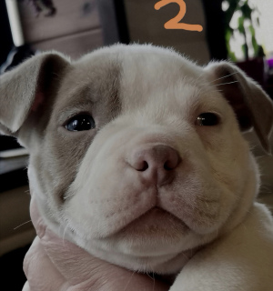 Photo №2 to announcement № 4632 for the sale of american bully - buy in Belarus from nursery