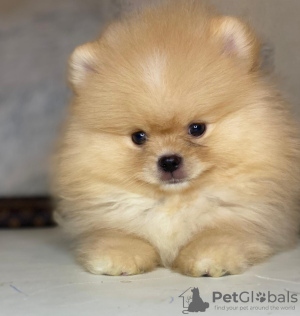 Photo №2 to announcement № 36628 for the sale of  - buy in Belarus private announcement, breeder