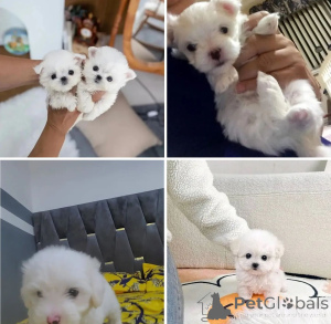 Photo №1. maltese dog - for sale in the city of Warsaw | negotiated | Announcement № 163015