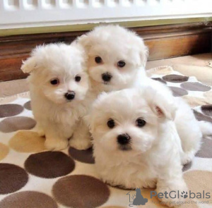 Photo №4. I will sell maltese dog in the city of Франкфурт-на-Майне. breeder - price - negotiated