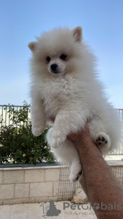 Photo №1. german spitz - for sale in the city of Tiberias | negotiated | Announcement № 62799