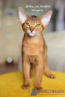 Photo №2 to announcement № 66762 for the sale of abyssinian cat - buy in Belarus private announcement, from nursery, breeder