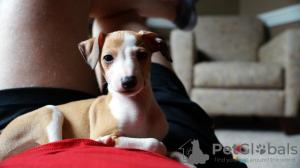 Photo №1. italian greyhound - for sale in the city of Brussels | Is free | Announcement № 123532