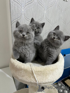 Photo №2 to announcement № 164521 for the sale of british shorthair - buy in Germany 