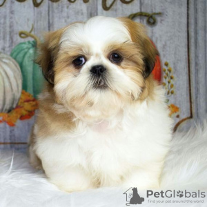 Photo №1. shih tzu - for sale in the city of Berchtesgaden | negotiated | Announcement № 99459