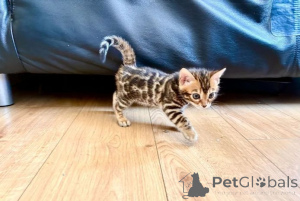Photo №1. bengal cat - for sale in the city of Aalen | 361$ | Announcement № 177529
