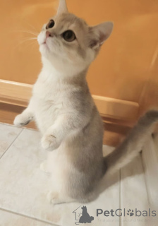Photo №1. british shorthair - for sale in the city of London Borough of Ealing | negotiated | Announcement № 173852