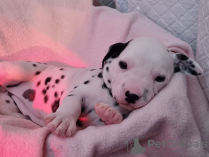 Photo №3. Beautiful Dalmatian puppies ready. Germany