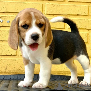 Photo №1. beagle - for sale in the city of Southbank | negotiated | Announcement № 38236
