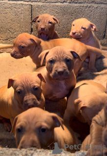 Additional photos: American Pit Bull Terrier puppies