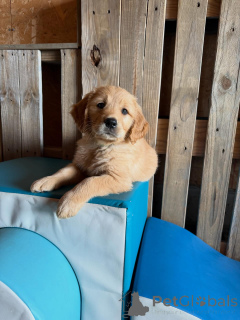 Photo №2 to announcement № 171209 for the sale of golden retriever - buy in Italy breeder