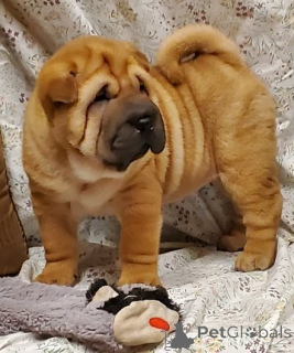 Photo №1. shar pei - for sale in the city of Prague | negotiated | Announcement № 170675