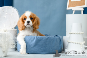 Photo №2 to announcement № 66105 for the sale of cavalier king charles spaniel - buy in Russian Federation from nursery