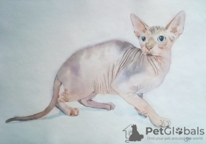 Photo №1. Portrait of a pet to order from a photo in the city of Magnitogorsk. Price - 13$. Announcement № 7806