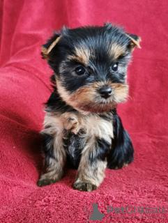 Photo №1. yorkshire terrier - for sale in the city of Charleroi | 264$ | Announcement № 93070
