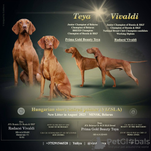 Additional photos: Puppies of the Hungarian Vizsla