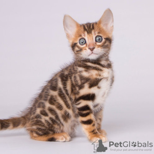 Photo №2 to announcement № 120773 for the sale of bengal cat - buy in Germany 