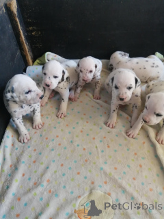 Photo №1. dalmatian dog - for sale in the city of Baumholder | negotiated | Announcement № 166377