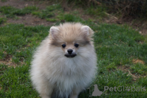 Photo №1. pomeranian - for sale in the city of Москва | 391$ | Announcement № 46378