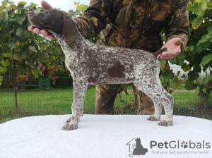 Photo №2 to announcement № 26352 for the sale of german shorthaired pointer - buy in Belarus private announcement, from nursery, breeder