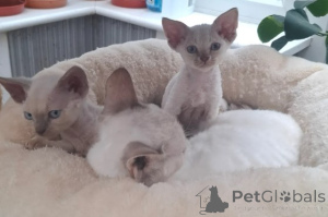 Photo №3. Devon Rex Kittens. Germany