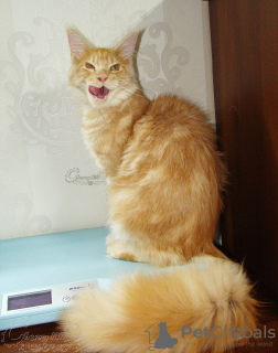 Photo №2 to announcement № 7255 for the sale of maine coon - buy in Russian Federation from nursery