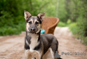 Photo №4. I will sell non-pedigree dogs in the city of Moscow river. private announcement - price - Is free