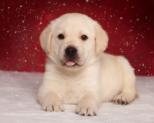 Photo №4. I will sell labrador retriever in the city of Krasnodar. breeder - price - 486$