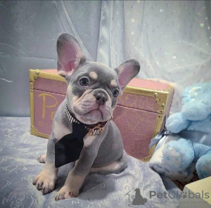 Photo №2 to announcement № 116927 for the sale of french bulldog - buy in Belgium private announcement, breeder