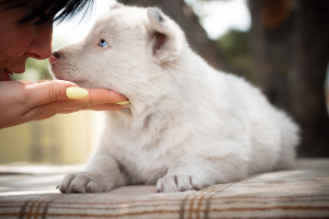 Additional photos: A puppy of the Yakut husky is waiting for the most caring fathers and mothers.