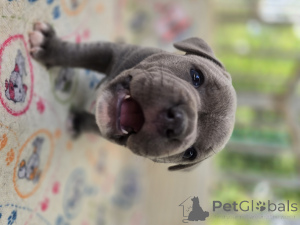 Photo №3. Staffordshire Bull Terrier puppies. Croatia