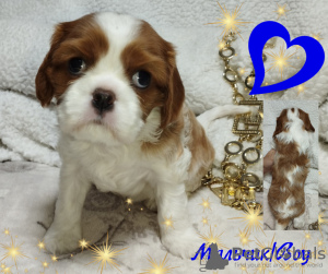 Additional photos: Cavalier King Charles Spaniel puppies